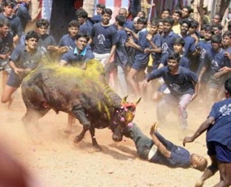 MUERTO POR UN TORO EN TAMIL NADU, INDIA.