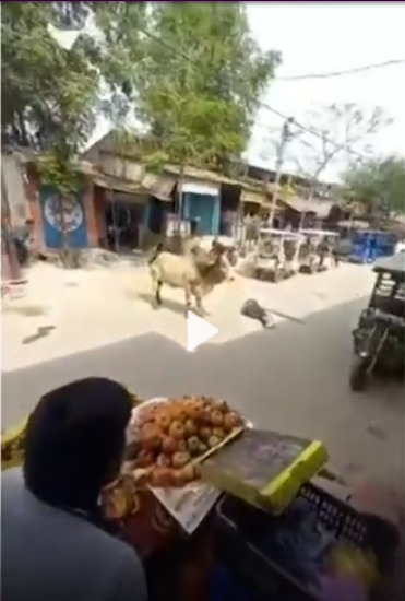 TORO MATA A UN ANCIANO EN BAREILLY, INDIA EN 2021
