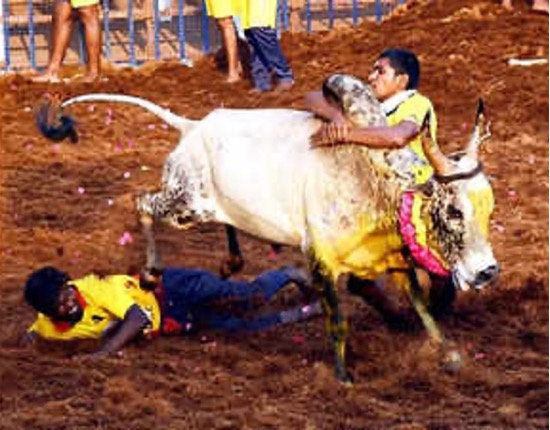 BAÑO DE SANGRE EN JALLIKATTU DE MADURAI, INDIA, EN 2025 BAÑO DE SANGRE EN JALLIKATTU DE MADURAI, INDIA, EN 2025
