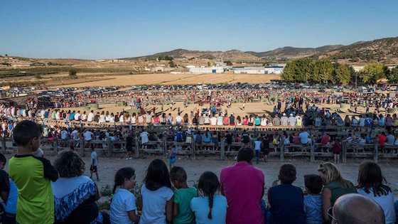 MUERE CORREDOR DE ENCIERROS EN PINOSO, ESPAÑA, EN
