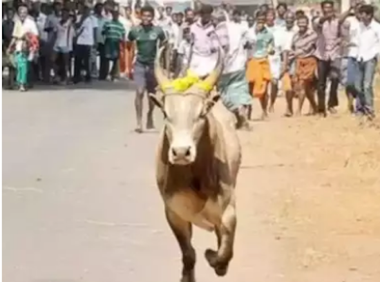 CUATRO MUERTOS POR TOROS EN TAMIL NADU, INDIA, EN 2021
