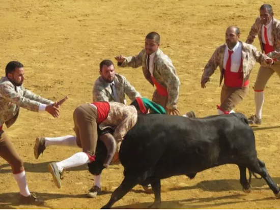 12 FORCADOS HERIDOS EN UNA SOLA CORRIDA DE TOROS EN PORTUGAL EN 2020
