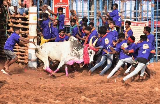 DOS MUERTOS EN JALLIKATTUS DEL ESTADO DE TAMIL NADU, INDIA, EN 2024