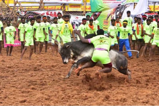 DOS MUERTOS EN EL JALLIKATTU DE THENNALUR, INDIA EN 2022