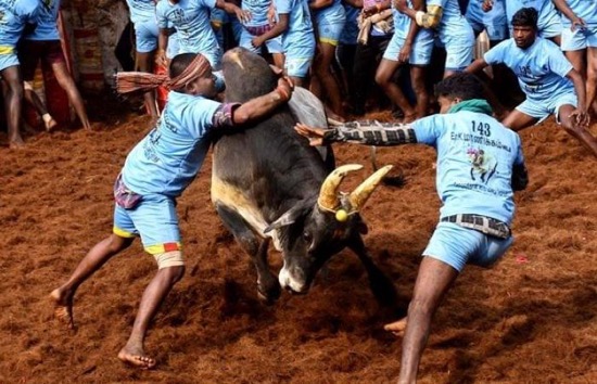 DOS MUERTOS EN EL FESTIVAL DE JALLIKATTU DE SIRAVAYAL, INDIA EN 2024