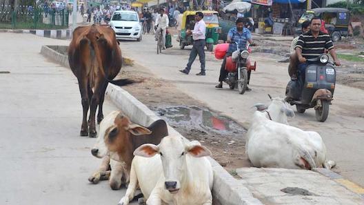 MUEREN GOVIND Y MOHINI AL CHOCAR CONTRA UN TORO EN LA INDIA EN 2019
