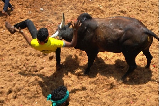 UN MUERTO EN JALLIKATTU CERCA DE DINDIGUL, INDIA, EN 2022