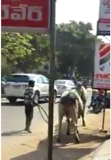 UN TORO MATA A UN JOVEN EN KAKINADA, INDIA, EN 2018
