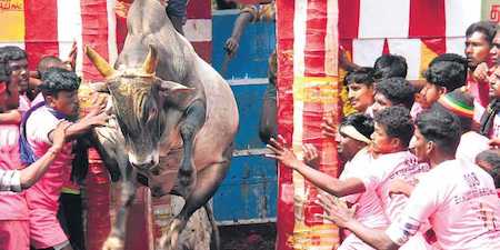 MUERE EN LOS JUEGOS JALLIKATTU EN ALANGANALLUR, INDIA, EN 2019
