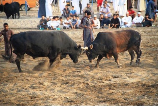 LO MATA UN TORO EN LIWA, OMAN, EN 2025 LO MATA UN TORO EN LIWA, OMAN, EN 2025