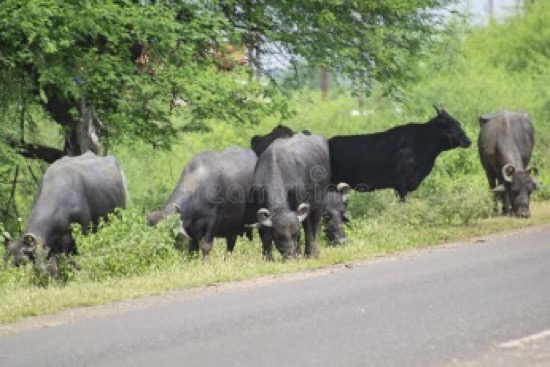 MUEREN DOS AL CHOCAR CON UNA VAQUILLA EN LUCKNOW, INDIA EN 2025