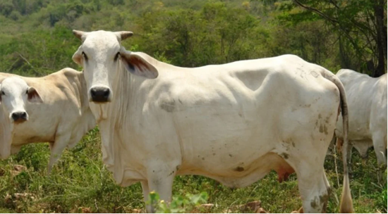 MUERE MUJER EN FESTEJO DE TOROS EN CHORONÍ, VENEZUELA EN 2025 MUERE MUJER EN FESTEJO DE TOROS EN CHORONÍ, VENEZUELA EN 2025
