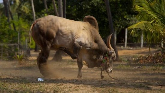 MUEREN DOS HINDÚES EN CARRERAS DE TOROS EN SHIVAMOGGA EN 2022