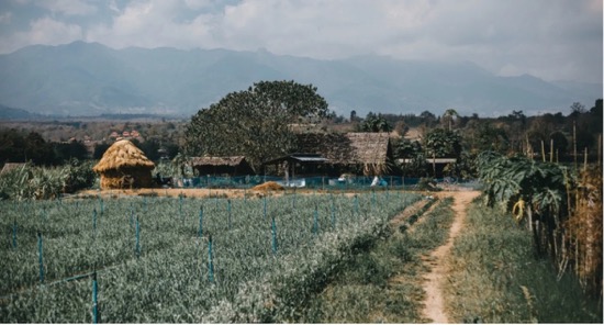 SURAJMUKHI                    1969  -  2025