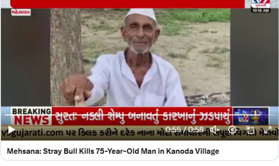 TORO CALLEJERO MATA A UN ANCIANO EN KANODA, INDIA EN 2025
