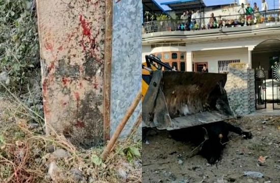 TORO MATA A UN ANCIANO EN SIKAR, INDIA, EN 2021
