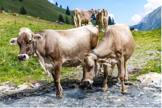 TORO MATA A EXCURSIONISTA EN LOS ALPES AUSTRIACOS EN 2025