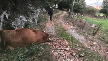 TORO MATA A UN GANADERO EN BÁRCENA DE CICERO