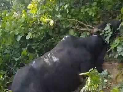 TORO MATA A UN HOMBRE EN LA VILLA DE BHAGWANPUR, INDIA, EN 2018
