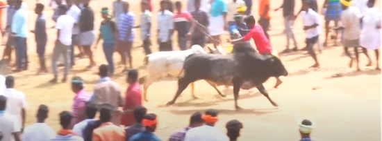 TORO MATA A POLICÍA Y ESPECTADOR EN KALLUR, INDIA, EN 2023
