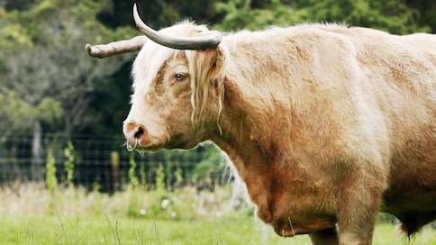 TORO MATA A UN HOMBRE EN CANTERBURY, NUEVA ZELANDA, EN 2018
