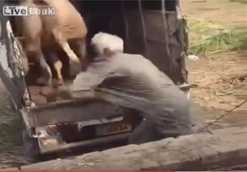 TORO PATEA A UN ANCIANO EN LA INDIA Y MUERE EN 2016