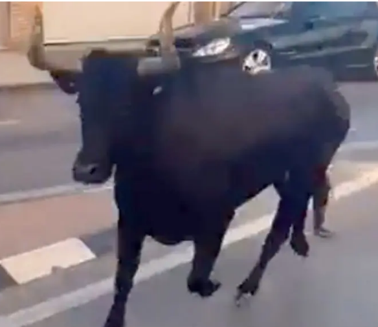 TORO SUELTO MATA A MUJER CERCA DE VALENCIA, ESPAÑA, EN 2023