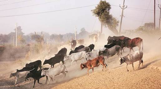 TOROS SALVAJES MATAN 6 CAMPESINOS EN LA INDIA EN ENERO DE 2019
