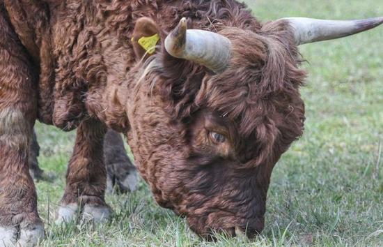 GRANJERO ALEMÁN MUERTO POR UN TORO EN NOVIEMBRE DE 2021
