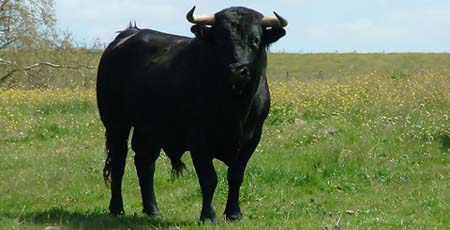 TORO SALVAJE MATA A UN PASTOR EN SEGURA, IDANHA A NOVA EN 2012