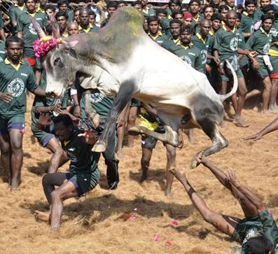 DOS MUERTOS EN LA INDIA EN FIESTAS DE TOROS JALLIKATTU EN