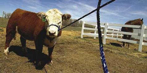 AGRICULTOR MUERE EN  KÄRNTNER, AUSTRIA