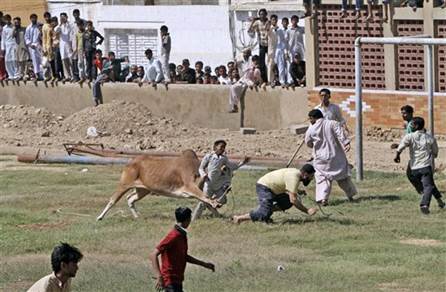 TORO MATA A UN PALESTINO EN  LA FRANJA DE GAZA EN 2012