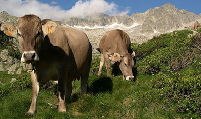 LAS VÍCTIMAS DE LAS RESES BRAVAS EN LOS PIRINEOS