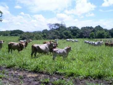 LA MUERTE DEL SABANERO RAMÓN LUNA EN COSTA RICA