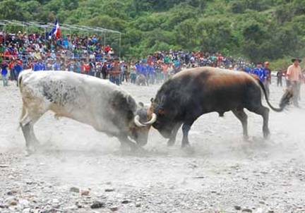 MUERE UN ESPECTADOR EN LA FIESTA DEL TORO TINKU DE 2007 MUERE UN ESPECTADOR EN LA FIESTA DEL TORO TINKU DE 2007
