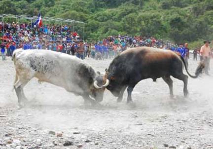 MUERE UN ESPECTADOR EN LA FIESTA DEL TORO TINKU DE  2007