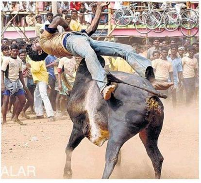 200 MUERTOS EN 20 AÑOS  POR TOROS JALLIKATTU EN LA INDIA