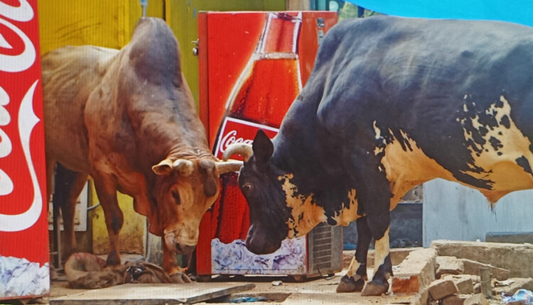 TORO CON RABIA MATA A ANCIANO EN PATIA, INDIA, EN 2022
