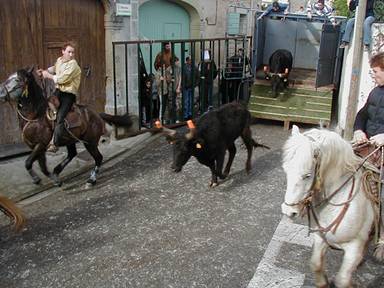 TORO MATA A UN HOMBRE  EN VERGEZE, GARD, FRANCIA